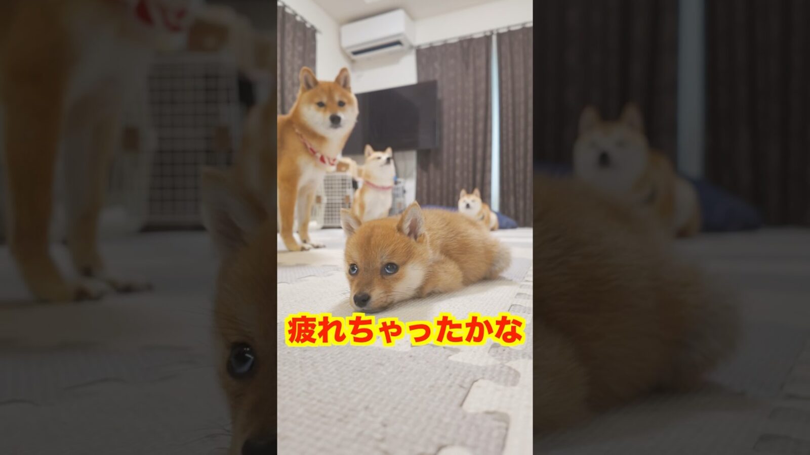 好奇心旺盛な子犬に癒されました❤️#Shorts＃柴犬＃豆柴#多頭飼い#Shiba inu#mameshiba